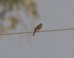 Emberiza citrinella