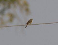 Emberiza citrinella
