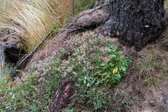 Teucrium