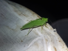 Microcentrum retinerve