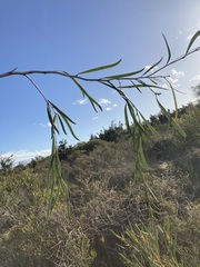 Acacia signata