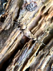 Archaeognatha