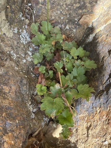 Image of Front Range Alumroot (Heuchera hallii) by (c) Mark Eanes, some rights reserved (CC BY)