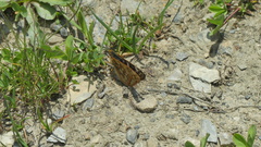 Euphydryas aurinia