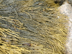 Ascophyllum nodosum