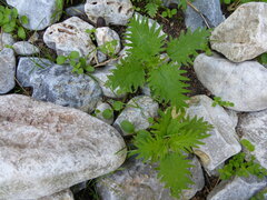 Urtica pilulifera