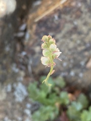 Heuchera hallii