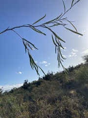 Acacia signata
