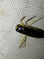 Corixini