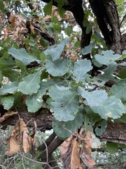 Quercus glaucoides
