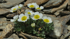 Ranunculus glacialis