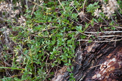 Teucrium