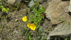Potentilla aurea
