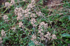 Teucrium