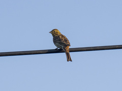Emberiza citrinella