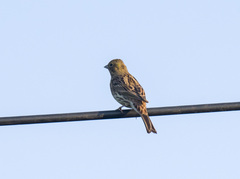 Emberiza citrinella