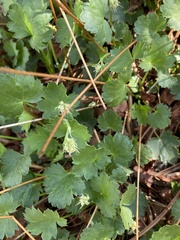 Heuchera hallii