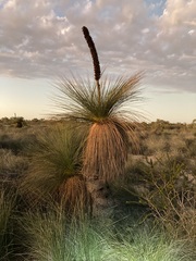 Xanthorrhoea drummondii
