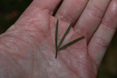 Zieria laxiflora