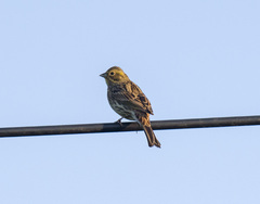 Emberiza citrinella