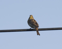 Emberiza citrinella