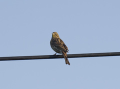 Emberiza citrinella