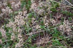 Teucrium