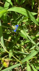 Commelina communis
