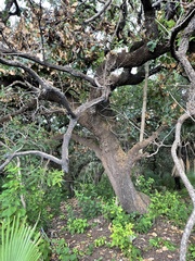 Quercus glaucoides