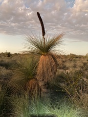 Xanthorrhoea drummondii