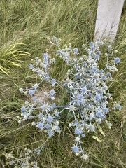 Eryngium planum