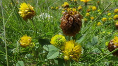 Trifolium badium