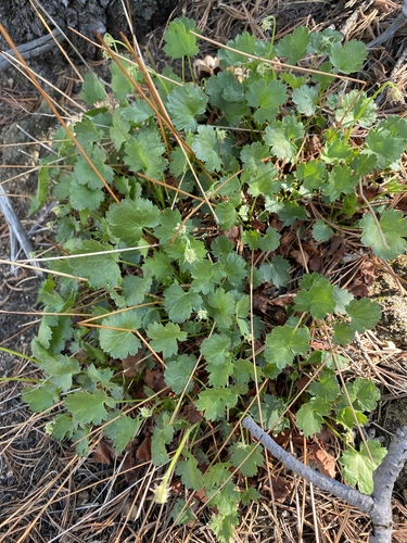 Heuchera hallii, photograph 6