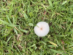 Leucocoprinus fragilissimus