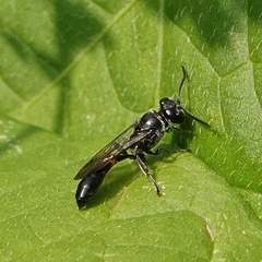 Trypoxylon