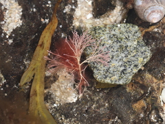 Corallina officinalis