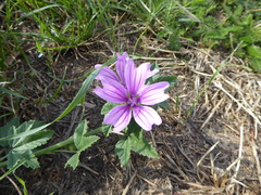 Malva sylvestris