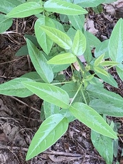 Desmodium paniculatum