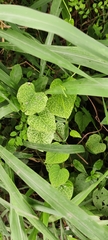 Cucurbita moschata