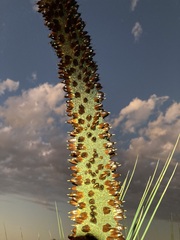 Xanthorrhoea drummondii