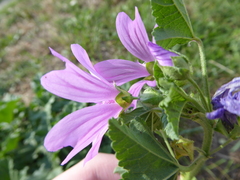 Malva sylvestris