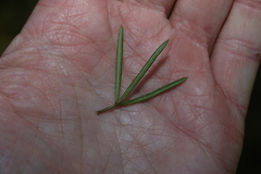 Zieria laxiflora
