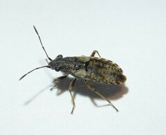 Nithecus jacobaeae