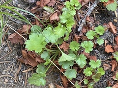 Heuchera hallii