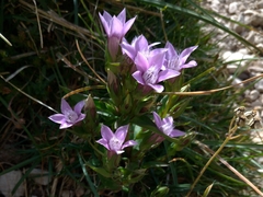 Gentianella germanica