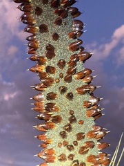 Xanthorrhoea drummondii