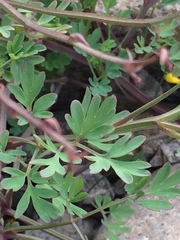 Corydalis impatiens