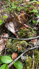 Cladonia cristatella