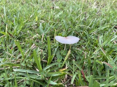 Leucocoprinus fragilissimus