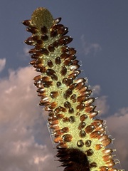 Xanthorrhoea drummondii